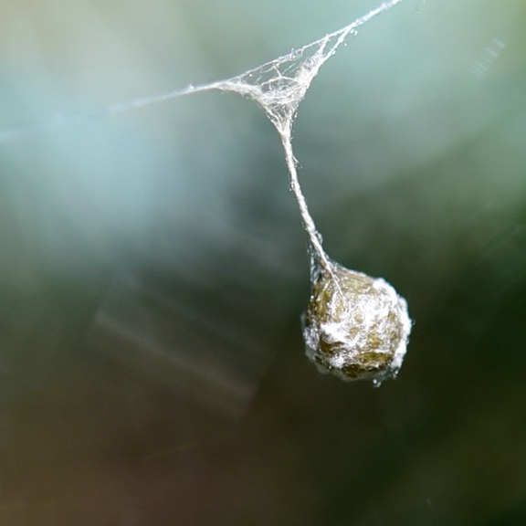 a spider's eggsac